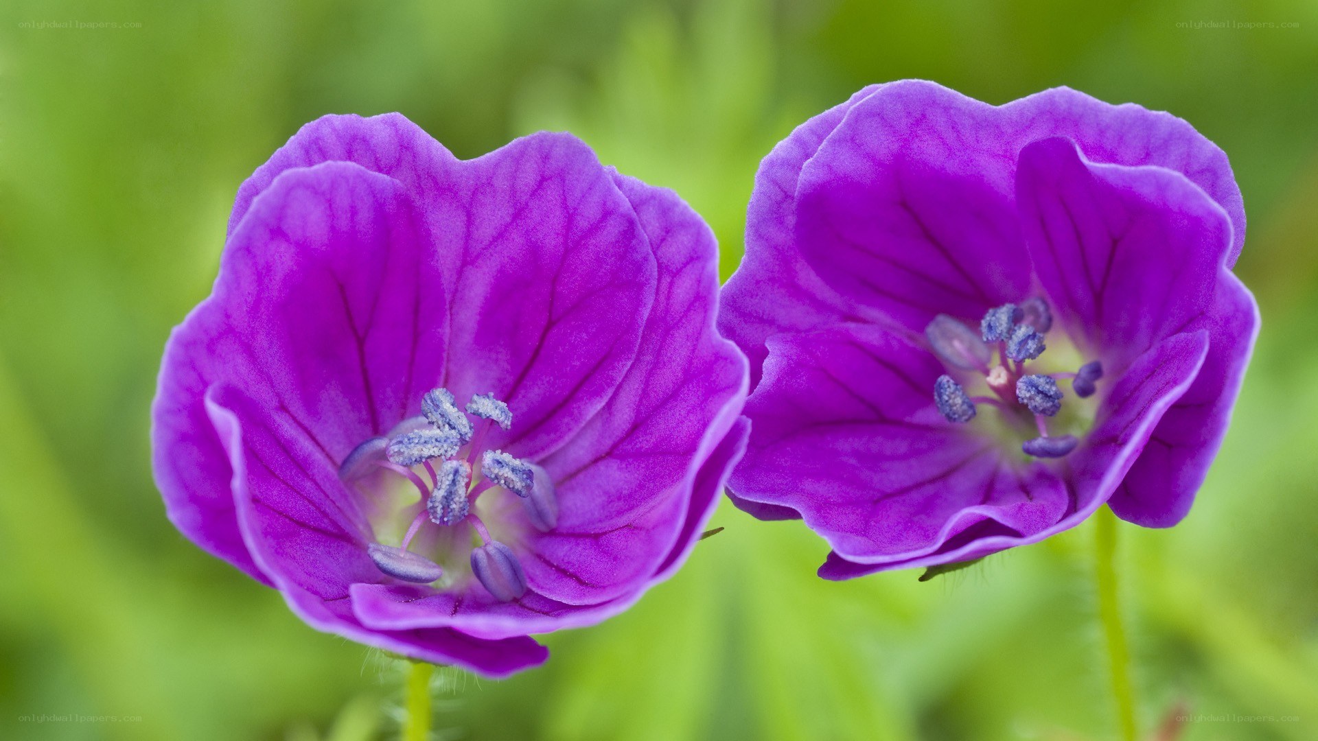 purple flowers in bloom