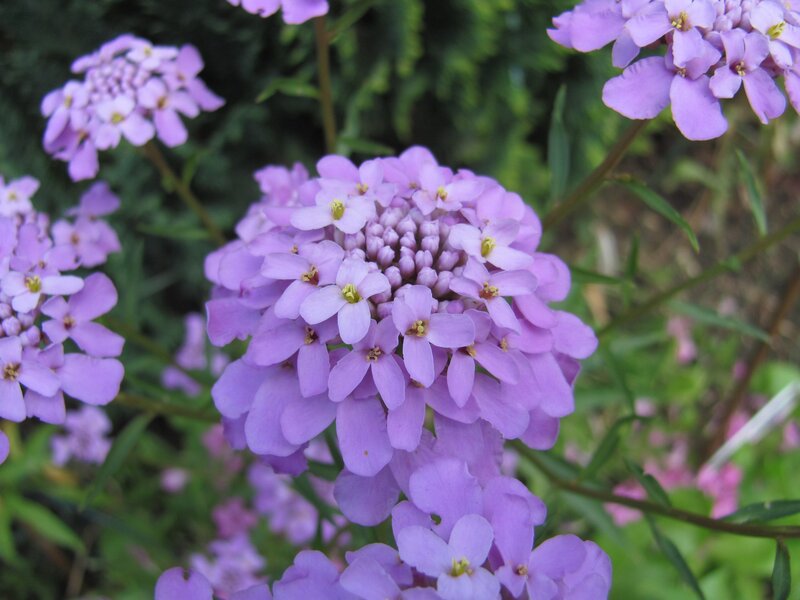 purple flowers in bloom