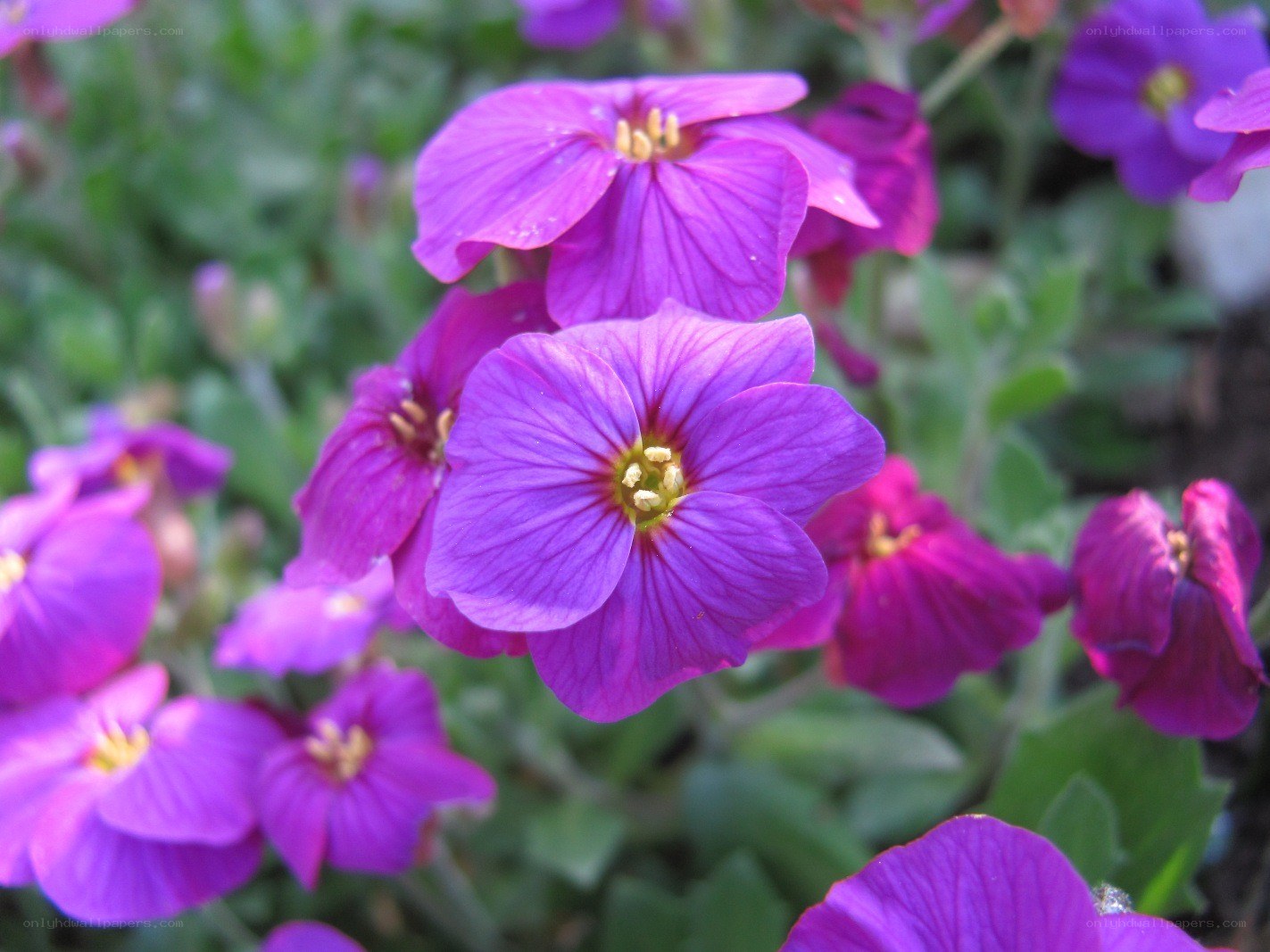 purple flowers in bloom