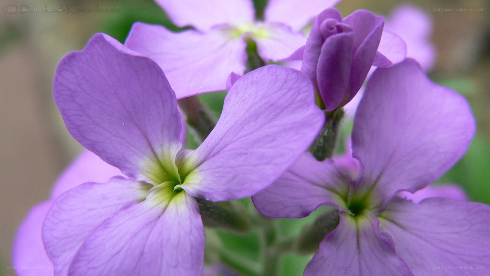 purple flowers in bloom