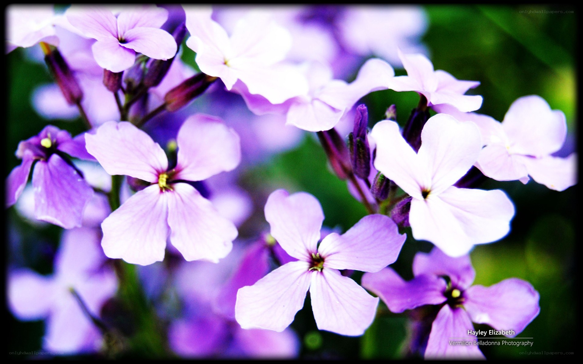 Purple flowers in bloom