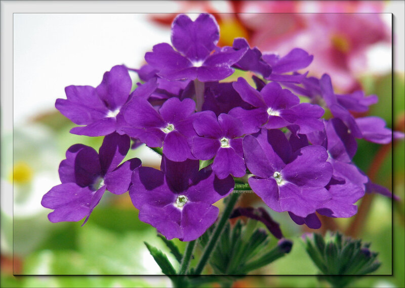 purple flowers in bloom