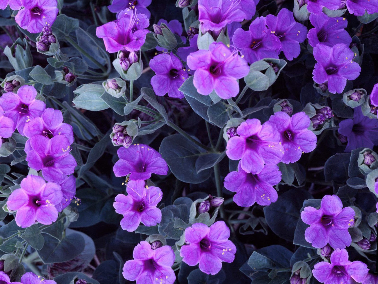purple flowers in bloom