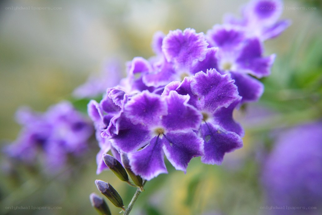 Purple flowers in bloom