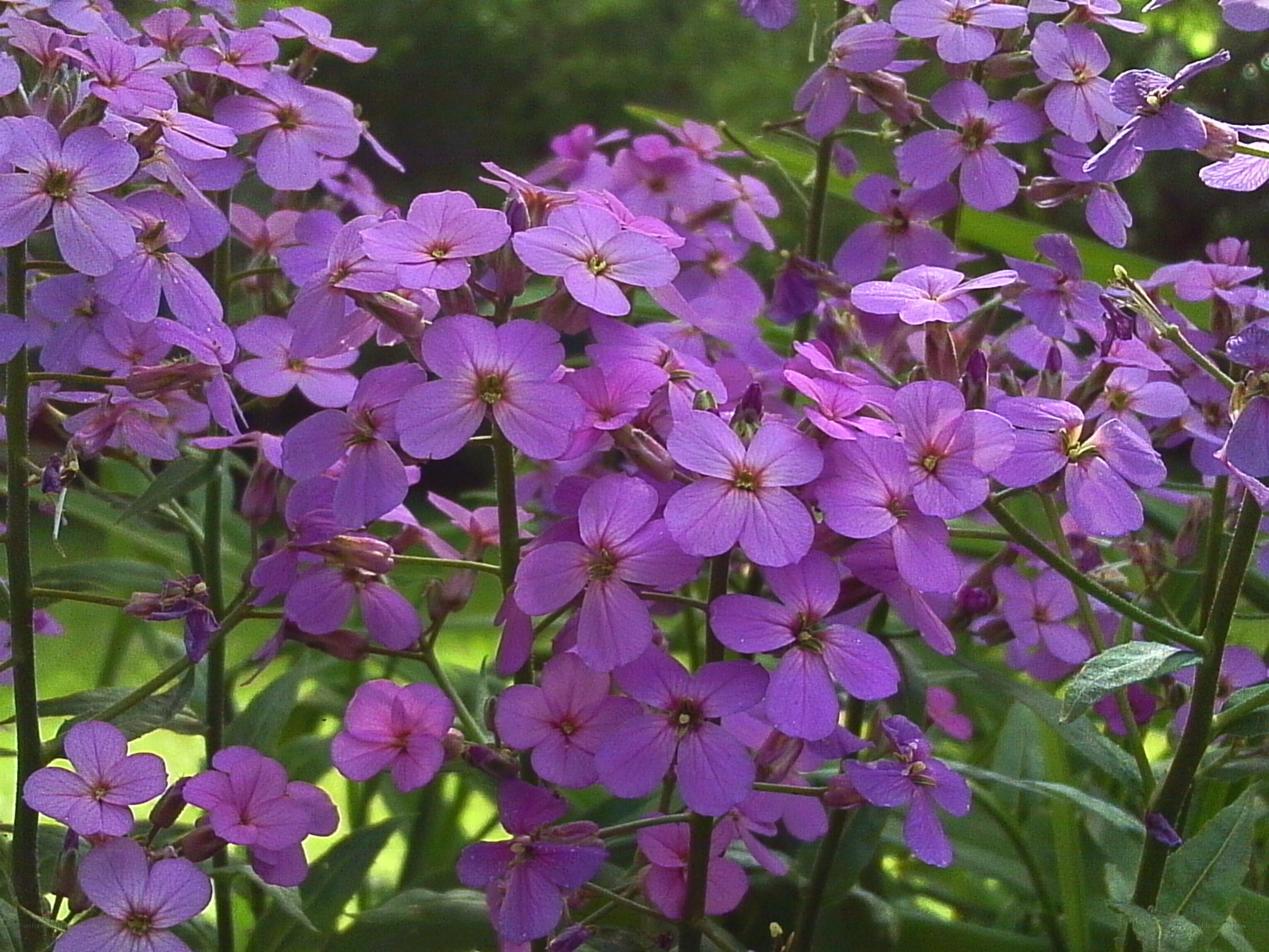 purple flowers in bloom