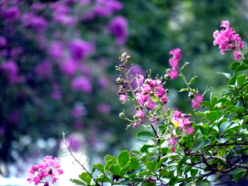purple flowers in bloom