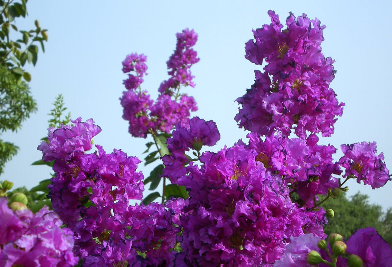 Purple flowers in bloom