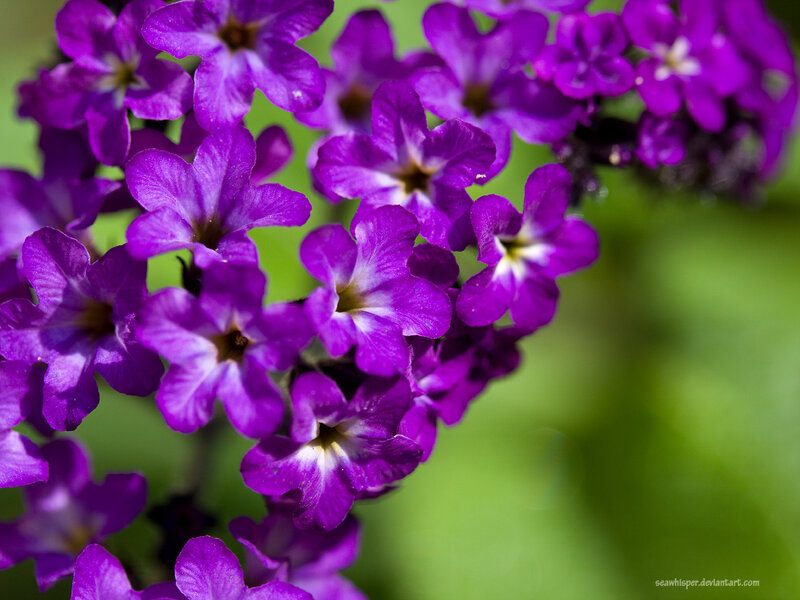 purple flowers in bloom