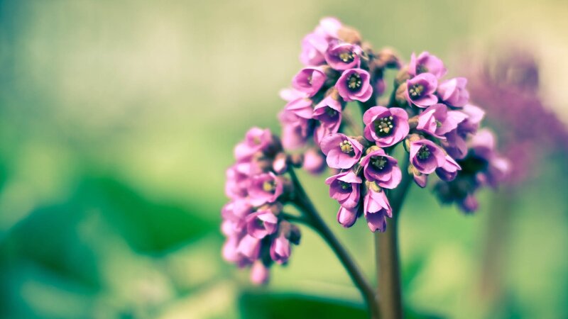 purple flowers in bloom
