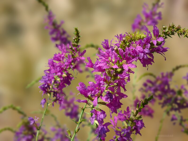 purple flowers in bloom