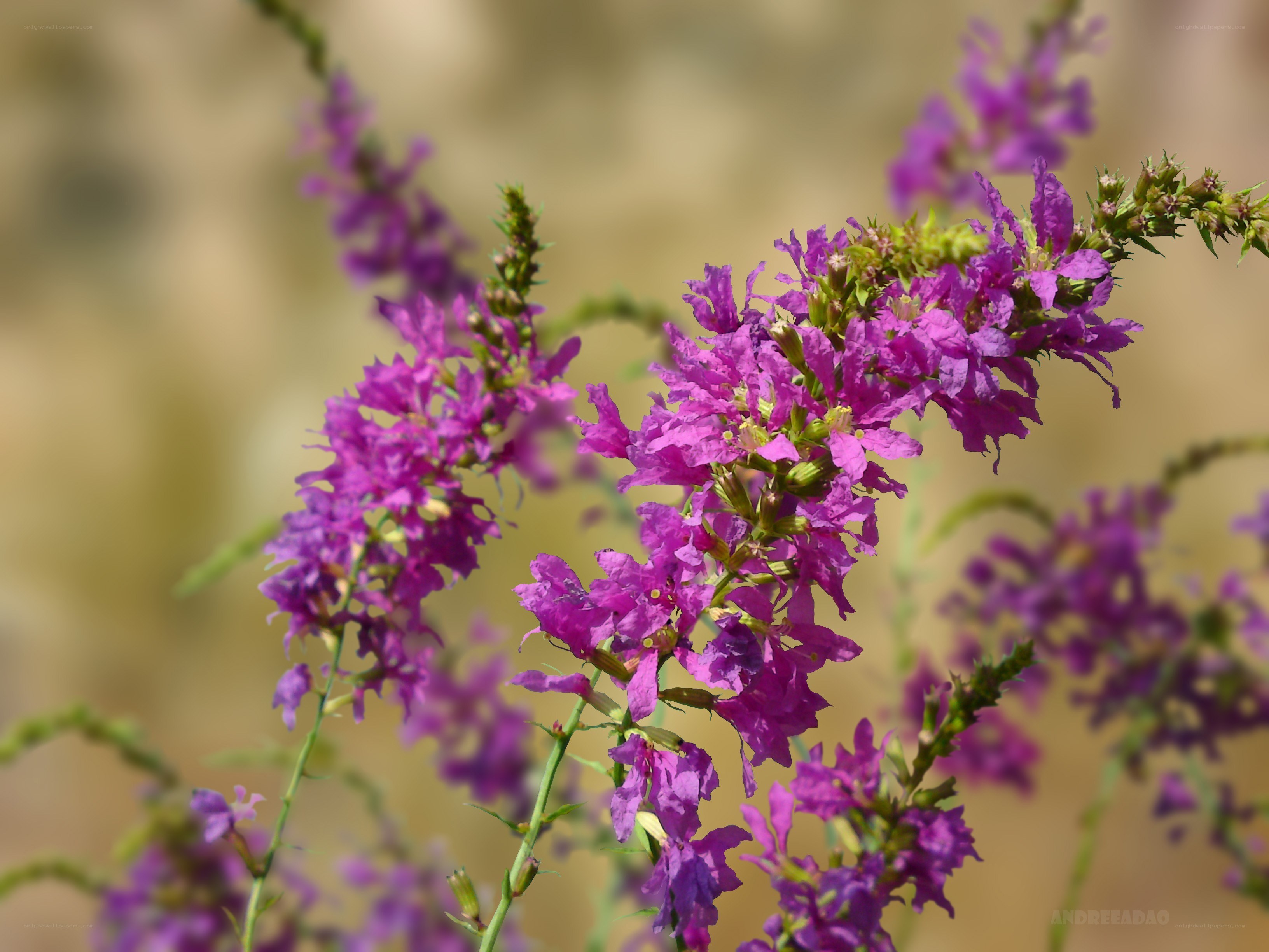 purple flowers in bloom