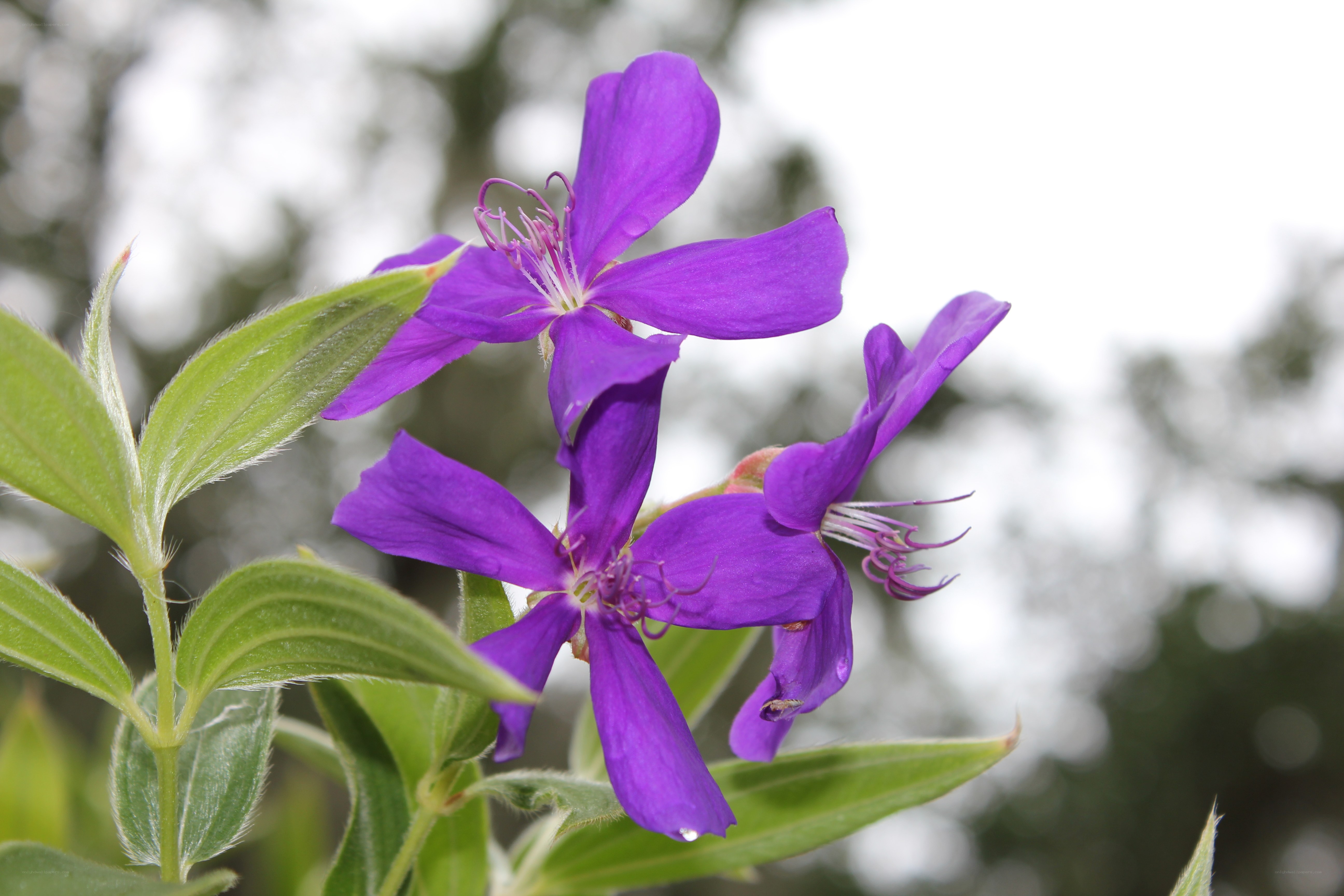 purple flowers in bloom