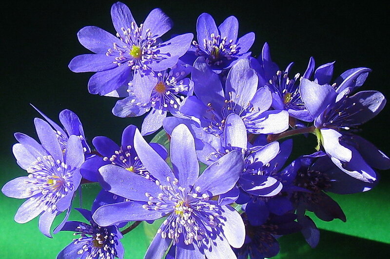 Purple Flowers in Bloom — Blue