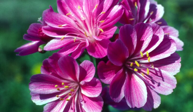 Purple Flowers in Bloom — Calm, Afternoon, Photograph
