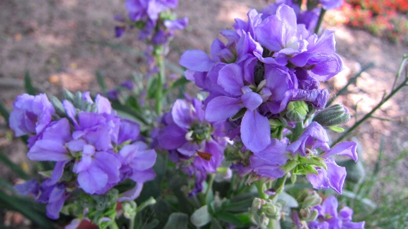 Purple Flowers in Bloom — Calm, Afternoon