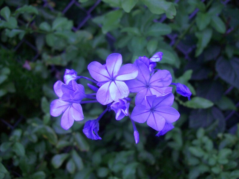 Purple Flowers in Bloom — Calm, Night
