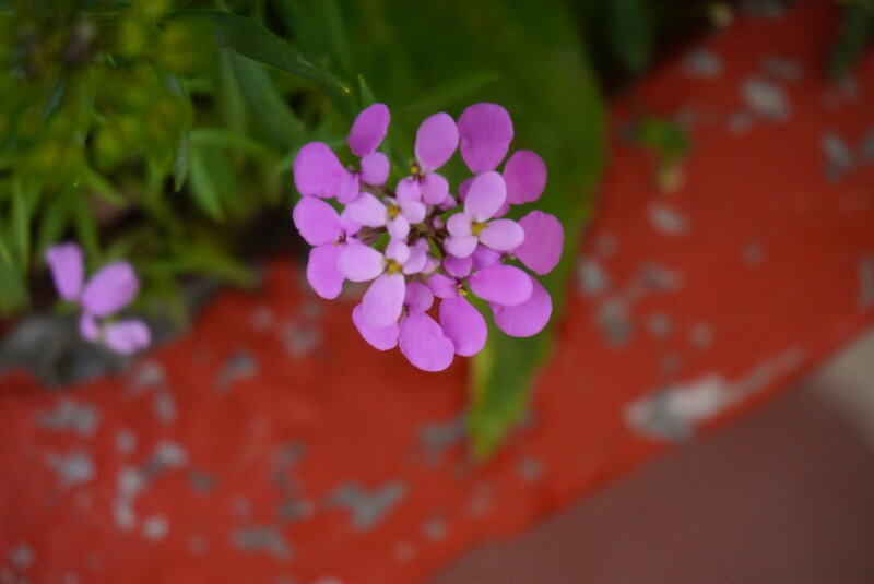 Purple Flowers in Bloom — Calm, Photograph, Green Leaves, Red Surface