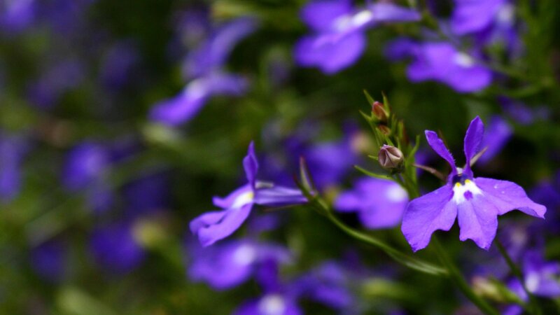 Purple Flowers in Bloom — Calm, Photograph, Green Stems