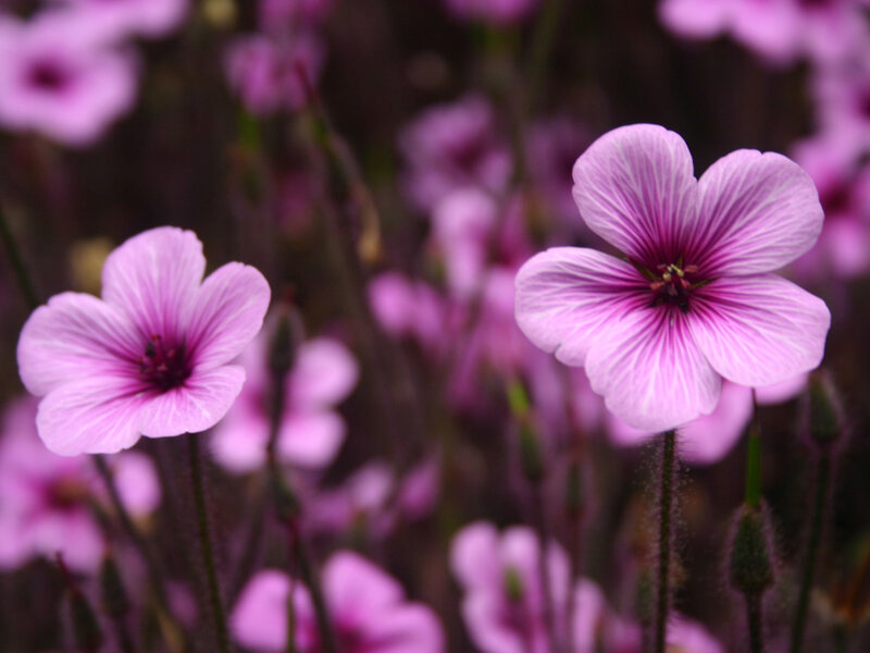 Purple Flowers in Bloom — Calm, Photograph, Stems