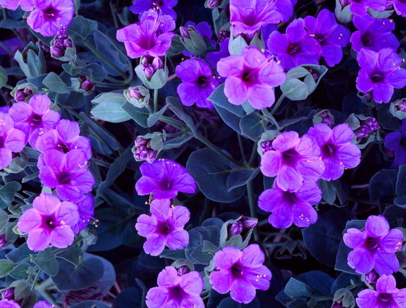 Purple Flowers in Bloom — Calm, Photograph