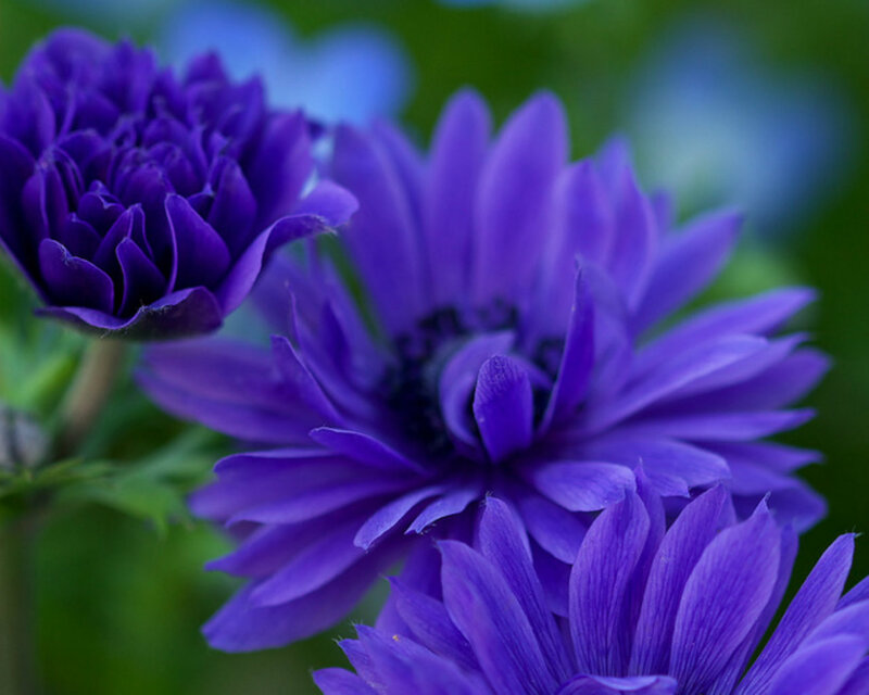 Purple Flowers in Bloom — Calm, Spring, Photograph, Green Leaves