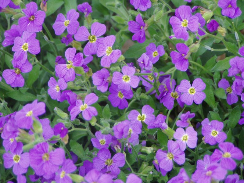 Purple Flowers in Bloom — Calm, Spring, Photograph, Green Leaves, Yellow Centers