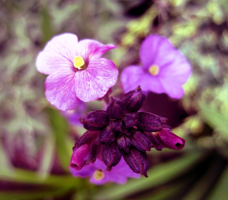 Purple Flowers in Bloom — Calm, Spring, Photograph