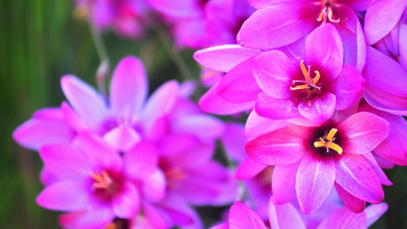 Purple Flowers in Bloom — Calm, Spring
