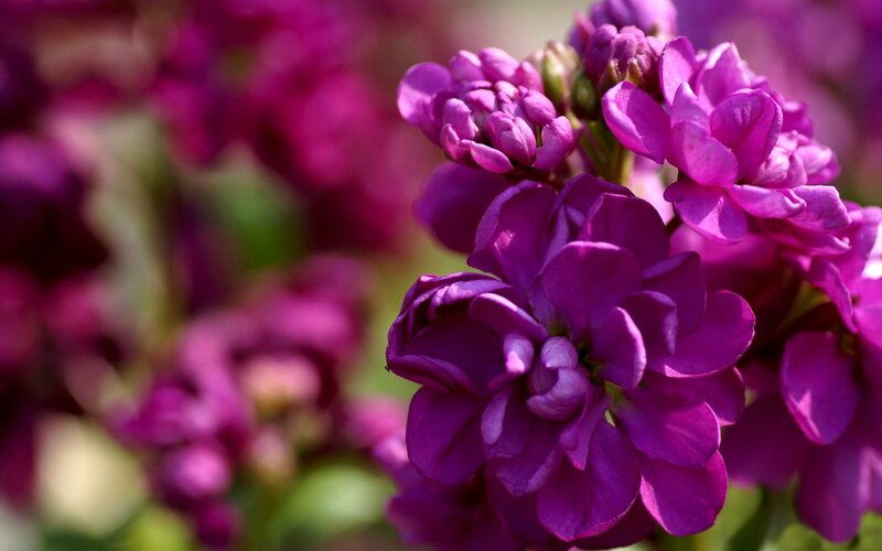 Purple Flowers in Bloom — Calm