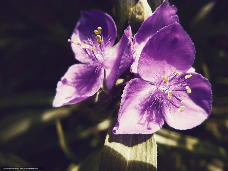Purple Flowers in Bloom — Dramatic, Afternoon