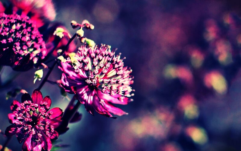 Purple Flowers in Bloom — Dramatic, Photograph
