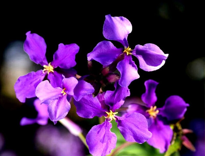 Purple Flowers in Bloom — Dramatic