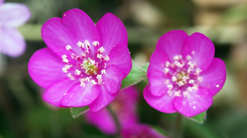Purple Flowers in Bloom — Magenta