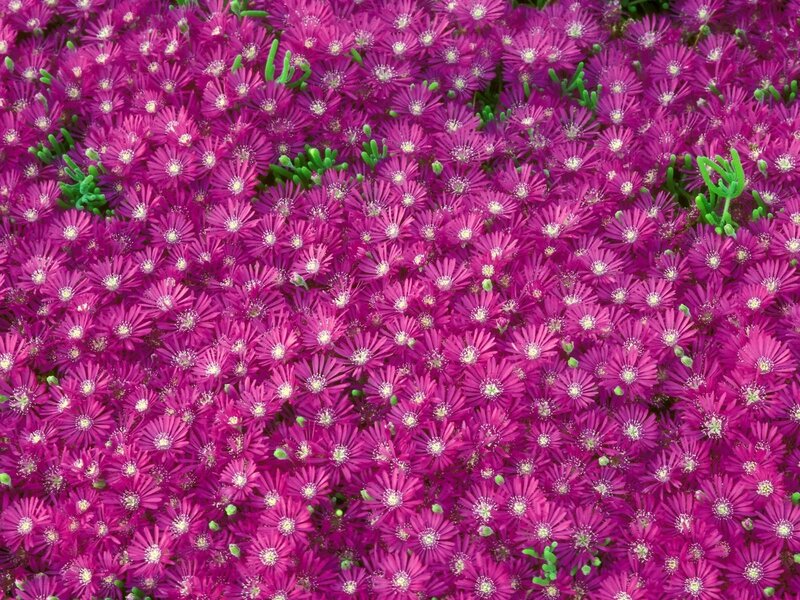 Purple Flowers in Bloom — Magenta, Vibrant