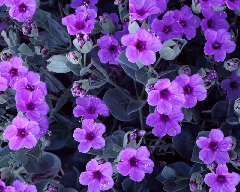 Purple Flowers in Bloom — Photograph