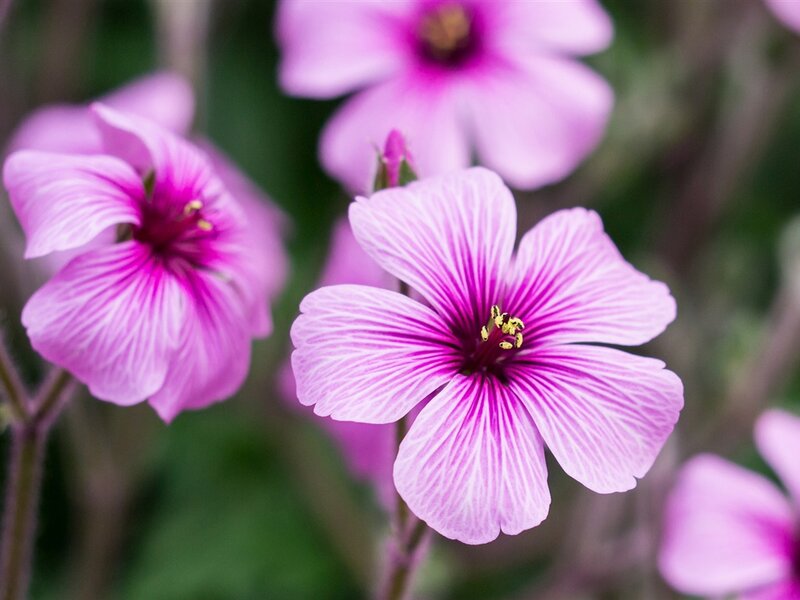 Purple Flowers in Bloom — Pink, Calm