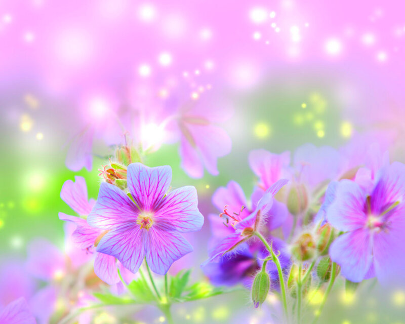 Purple Flowers in Bloom — Pink, Dreamy