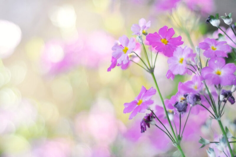Purple Flowers in Bloom — Pink, Serene, Spring