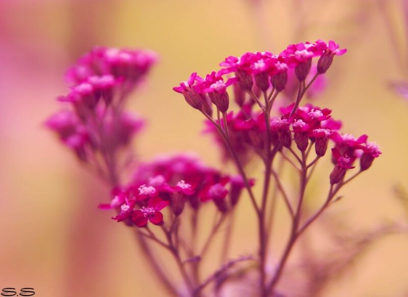 Purple Flowers in Bloom — Pink, Serene