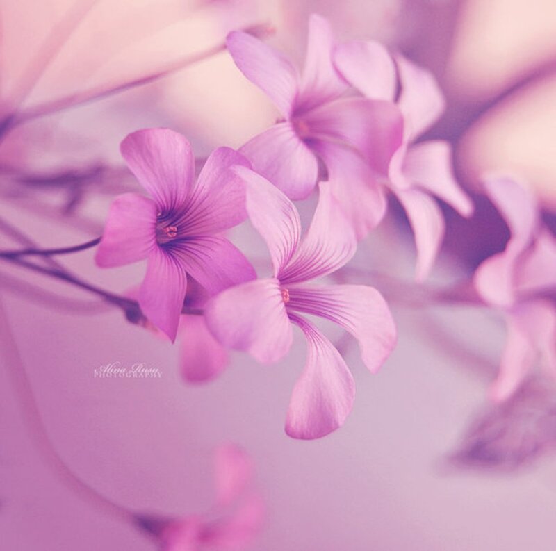 Purple Flowers in Bloom — Pink