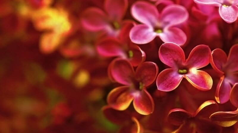 Purple Flowers in Bloom — Pink, Vibrant