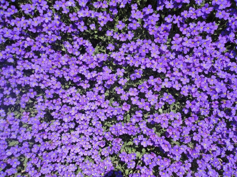 Purple Flowers in Bloom — Serene, Afternoon