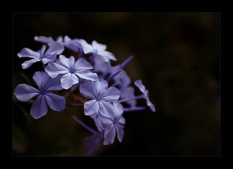 Purple Flowers in Bloom — Serene, Photograph, Dark Background