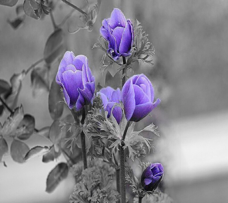 Purple Flowers in Bloom — Serene, Photograph, Leaves, Buds