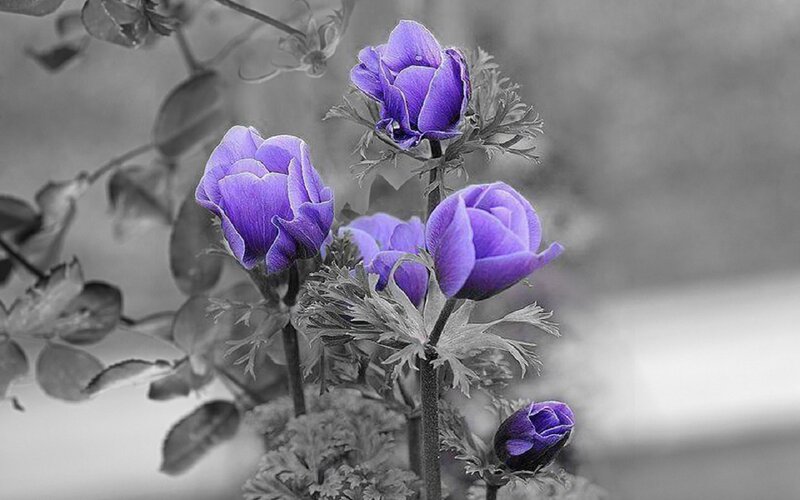 Purple Flowers in Bloom — Serene, Photograph, Leaves