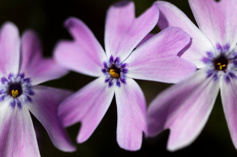 Purple Flowers in Bloom — Serene, Photograph, Petals, Center