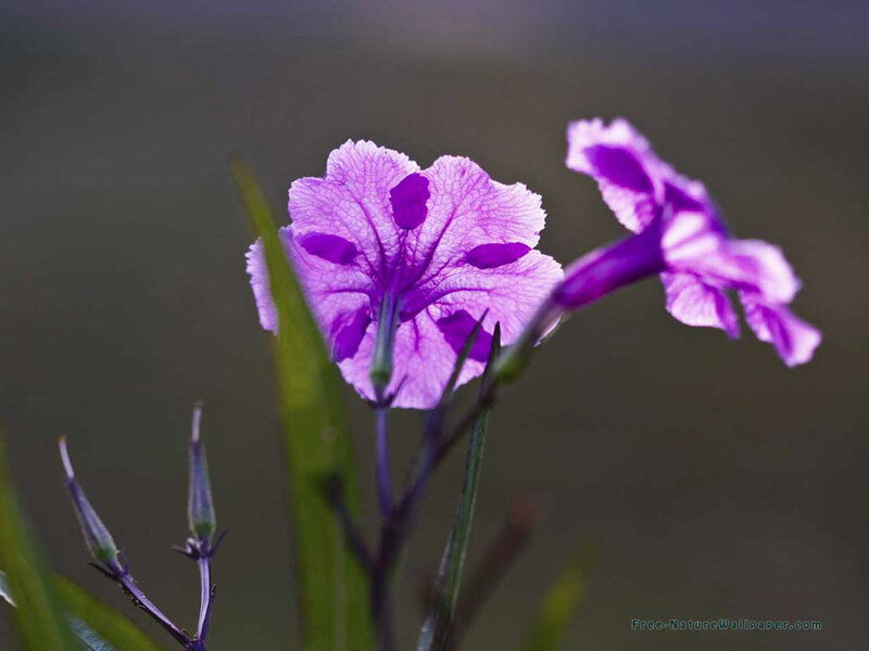 Purple Flowers in Bloom — Serene, Photograph