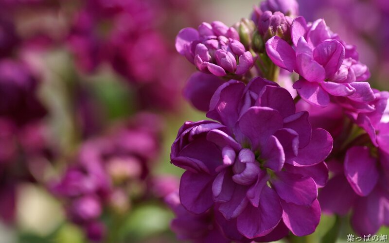 Purple Flowers in Bloom — Serene, Spring, Photograph, Blossoms