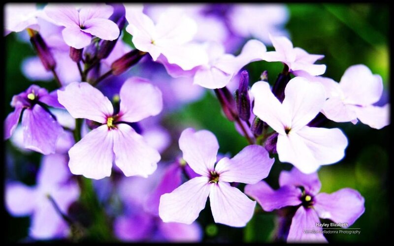 Purple Flowers in Bloom — Serene, Spring, Photograph, Buds