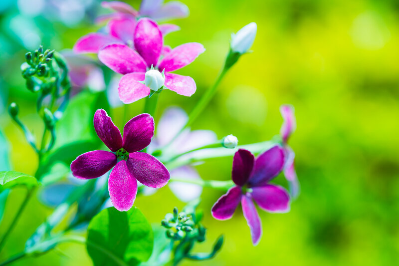 Purple Flowers in Bloom — Serene, Spring, Photograph, Green Leaves